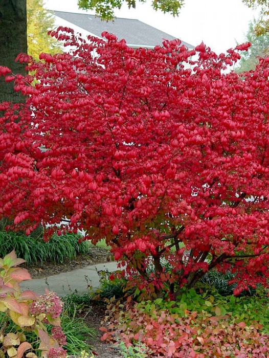 Euonymus