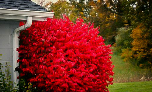 Burning Bush Plant For Sale | The Tree Center™