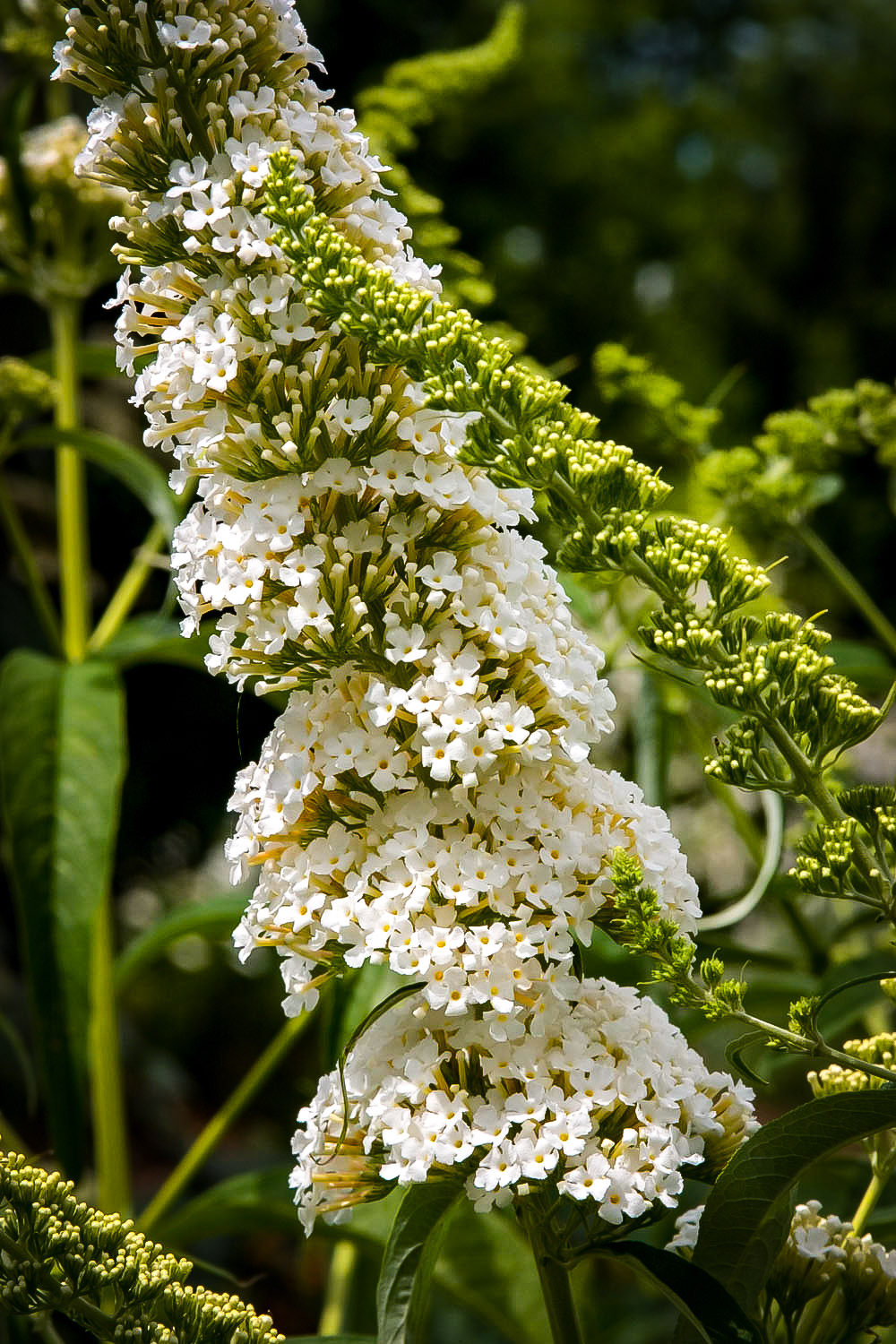 Petite Snow™ Butterfly Bushes For Sale | The Tree Center™
