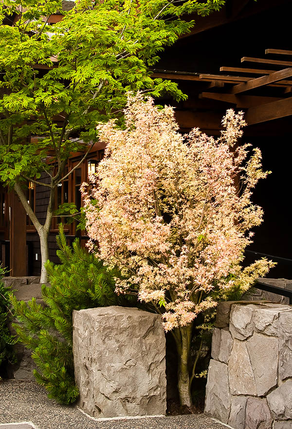 Butterfly Japanese Maple For Sale | The Tree Center™