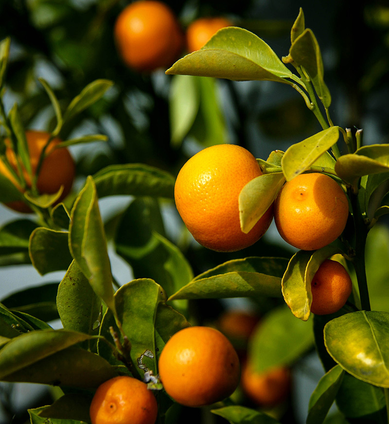 Calamondin Orange Tree For Sale Online | The Tree Center™