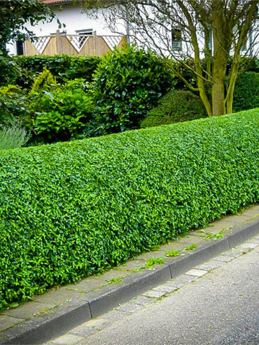 Privet Hedges