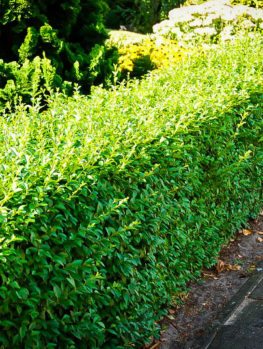 privet california ligustrum leaf hedges shrubs
