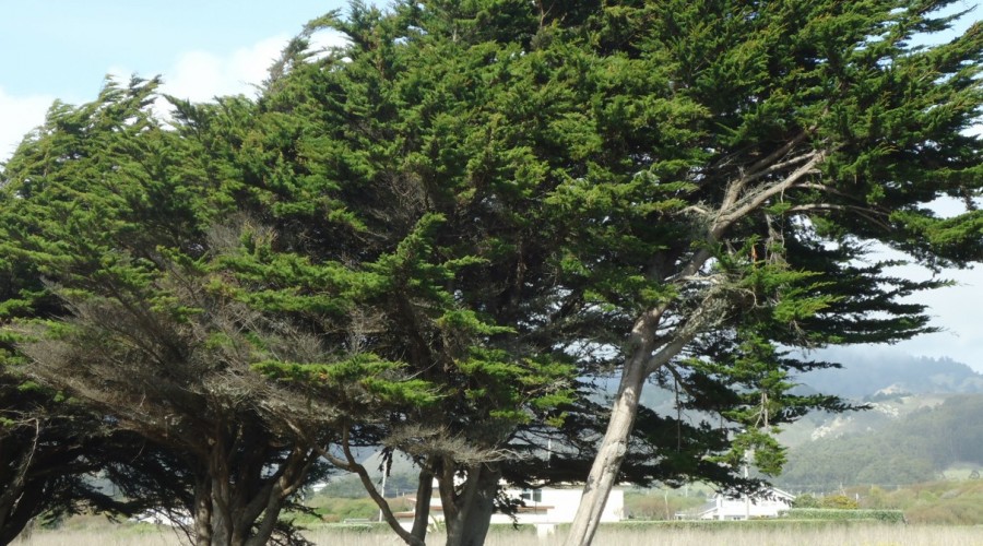 The Tree Center Blog | The Tree Center™ - Page 3