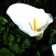 Calla Lily