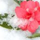 Months and Months of Camellias in Bloom – It’s Easy!