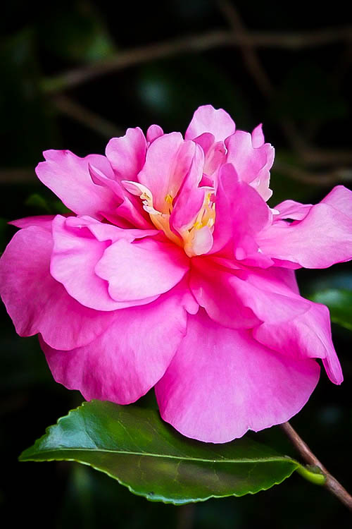 Sparkling Burgundy Camellias For Sale The Tree Center™