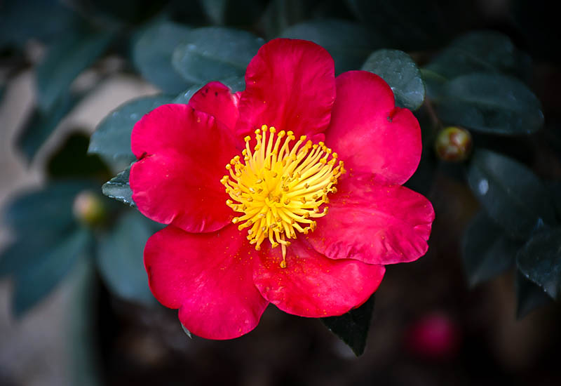 Yuletide Camellias For Sale Online The Tree Center™