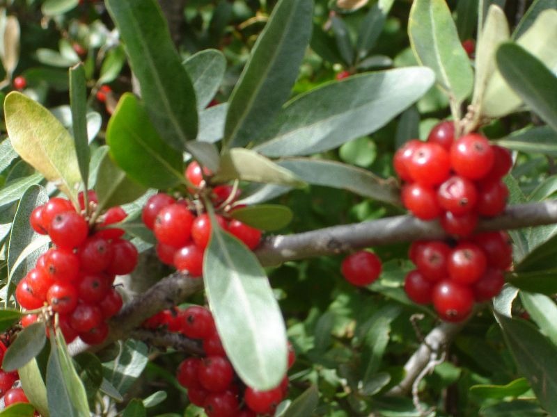 Pictures Of Wild Berries For Identification Alaska