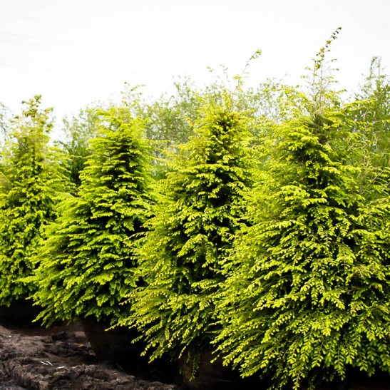 Canadian Hemlock For Sale Online The Tree Center