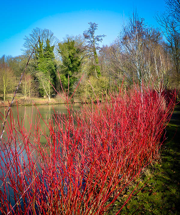 Cardinal Red Twig Dogwoods For Sale The Tree Center™