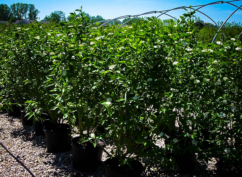 Cardinal red twig dogwoods for sale the tree center 