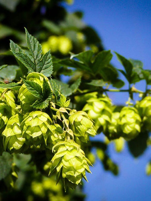 Hops Plants