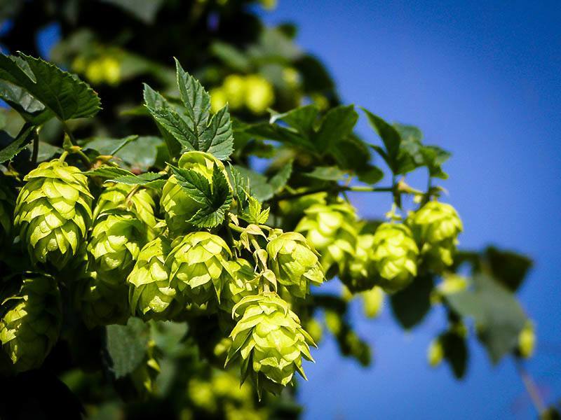 Cascade Hops Plant For Sale Online | The Tree Centerâ„¢
