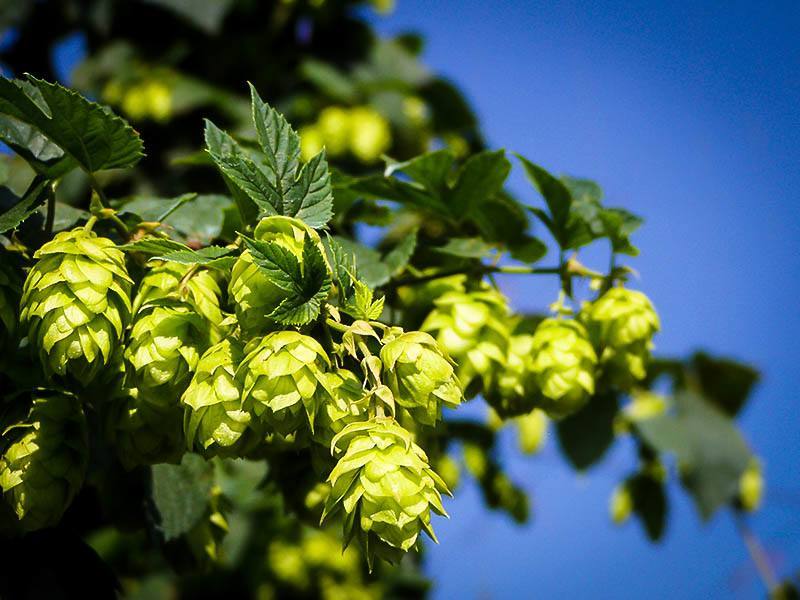 Cascade Hops Plant For Sale Online  The Tree Center™