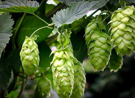 Cascade Hops Plant For Sale Online | The Tree Center™