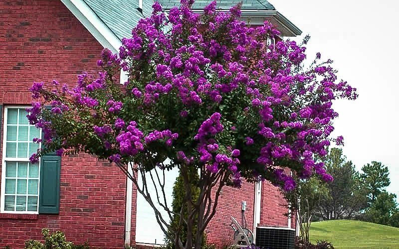 Catawba Crape Myrtle In Front Yard