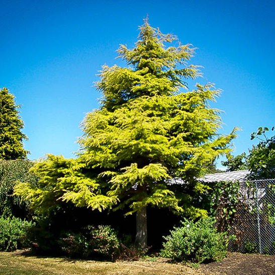 Golden Atlas Cedar Trees For Sale Online The Tree Center™