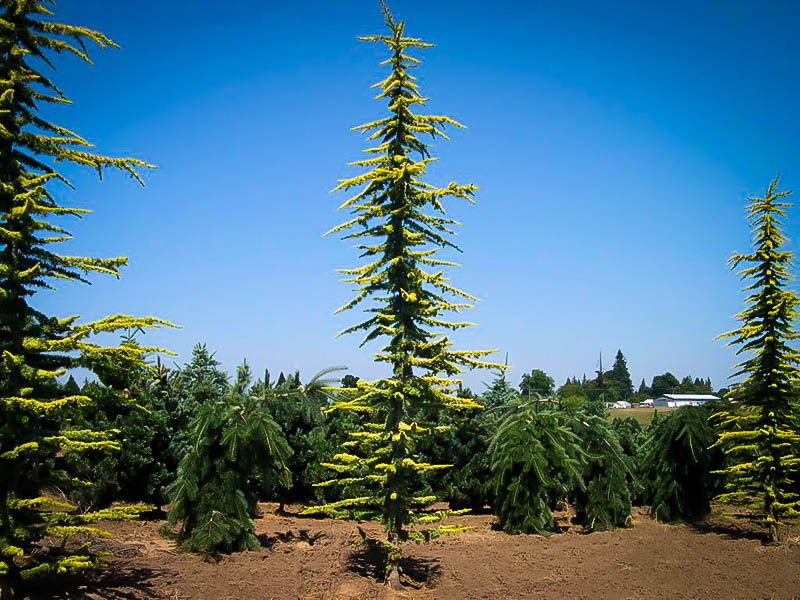 Golden Atlas Cedar Trees For Sale Online The Tree Center™