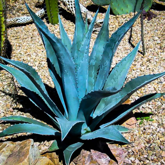 Blue American Agave Plants For Sale The Tree Center™