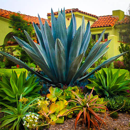 Blue American Agave Plants For Sale The Tree Center™