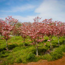 cherokee brave dogwood tree size cherokee brave dogwood tree size