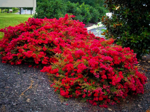 Cherry Razzle Dazzle Crape Myrtle