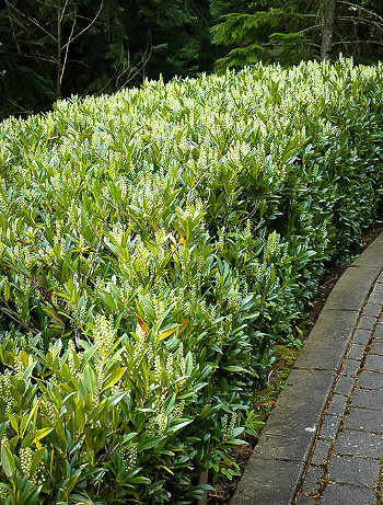 Chestnut Hill Cherry Laurel, Sooner Plant Farm