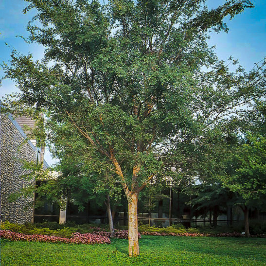Drake Chinese Elm Trees For Sale The Tree Center™