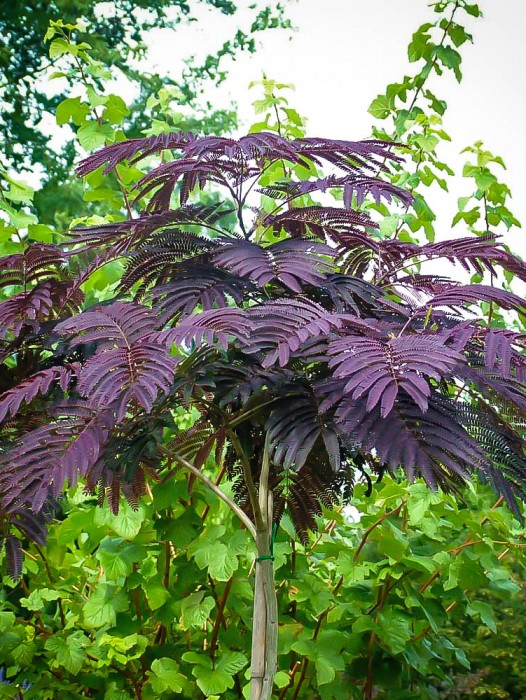 Mimosa Trees