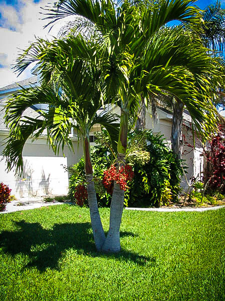 Christmas Palm Trees For Sale Online | The Tree Center™