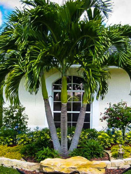 sago palm tree for sale the tree center sago palm tree for sale the tree center