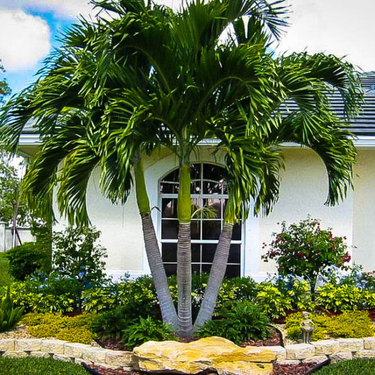 Christmas Palm Trees For Sale Online | The Tree Center™