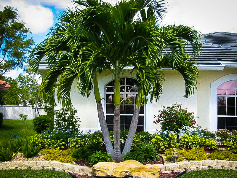 Mature Royal Palm Trees 99