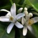 Pollinate Your Citrus Trees for a Bumper Crop