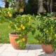 Growing Citrus Trees in Pots