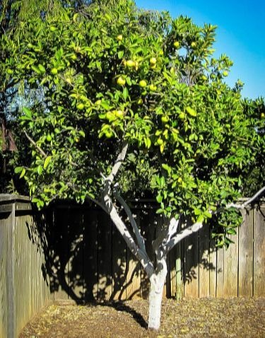 Trees And Shrubs For Florida The Tree, Common Landscaping Trees In Florida