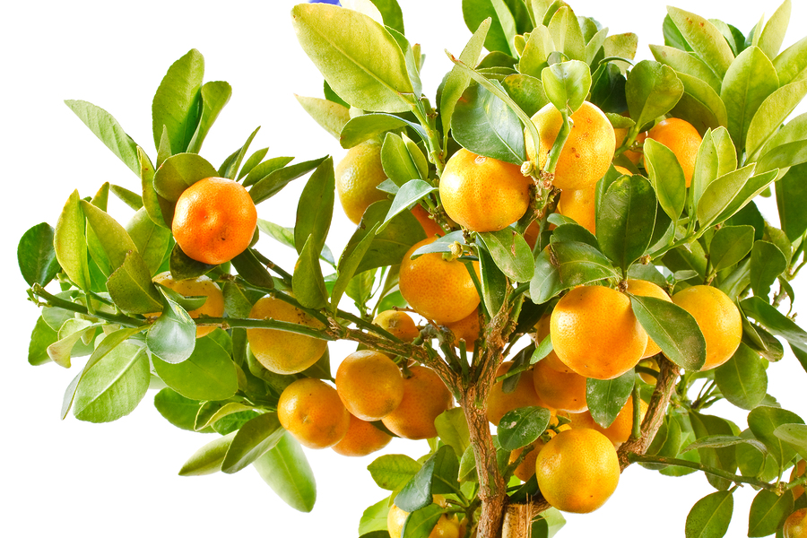 Clementine Bush For Sale Online The Tree Center™