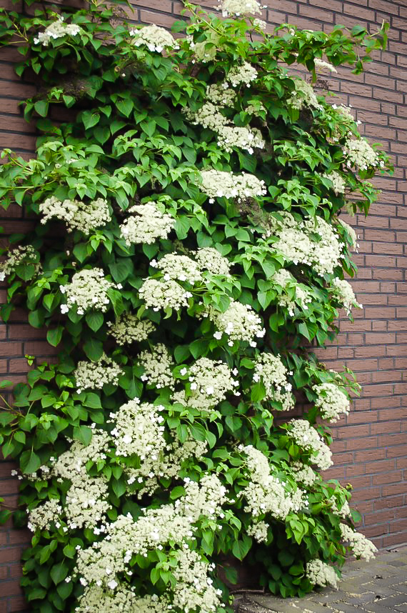 Climbing Hydrangeas For Sale Online | The Tree Center™