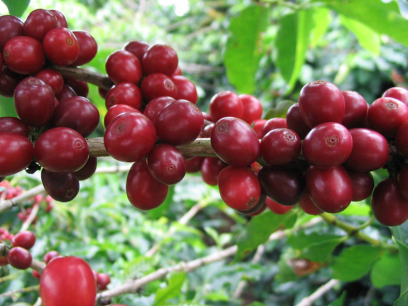 Arabica Coffee Plant For Sale | The Tree Center™
