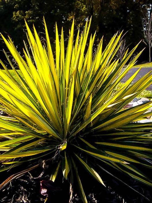 Yucca Plants