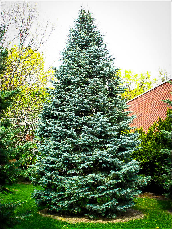 Colorado White Fir  Abies Concolor  The Tree Center