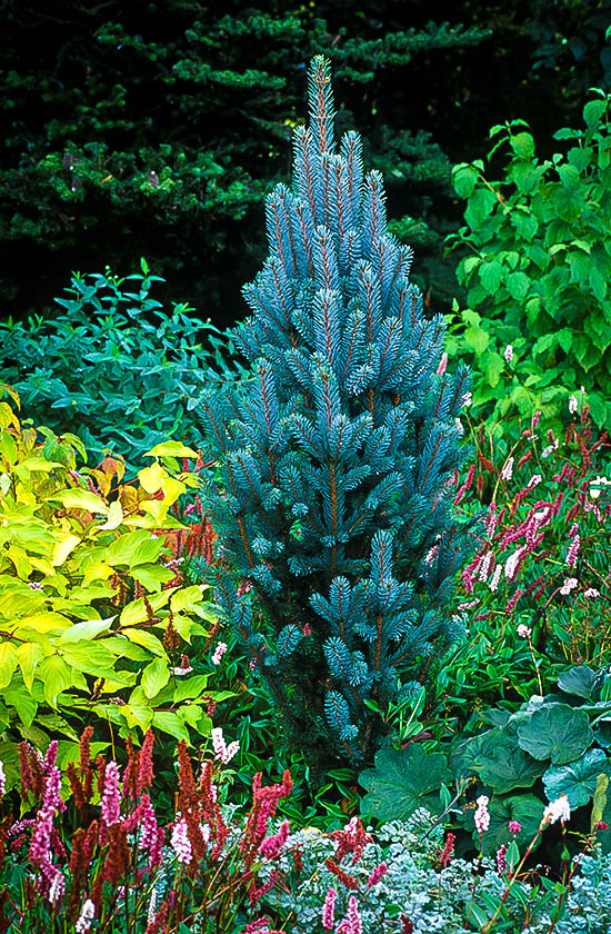 Columnar Blue Spruce | The Tree Centerâ„¢