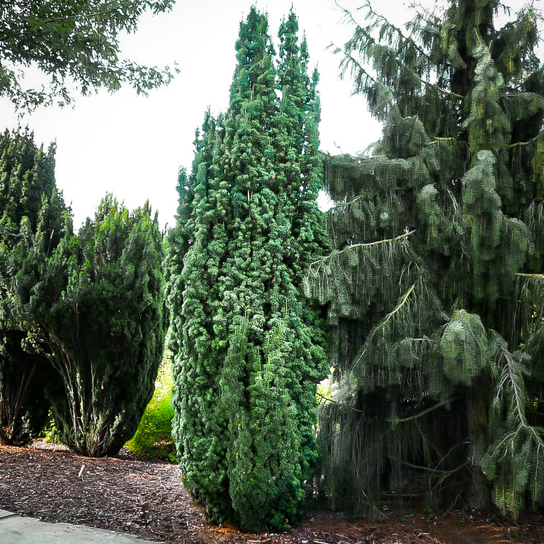 Columnar English Yew Trees For Sale The Tree Center™