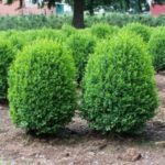 Common Boxwood