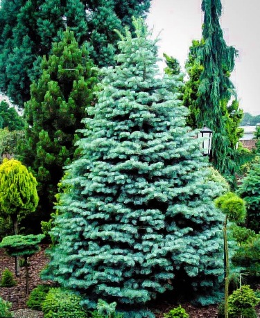 Different Types Of Evergreen Trees | Complete Buying Guide for Evergreen  Trees