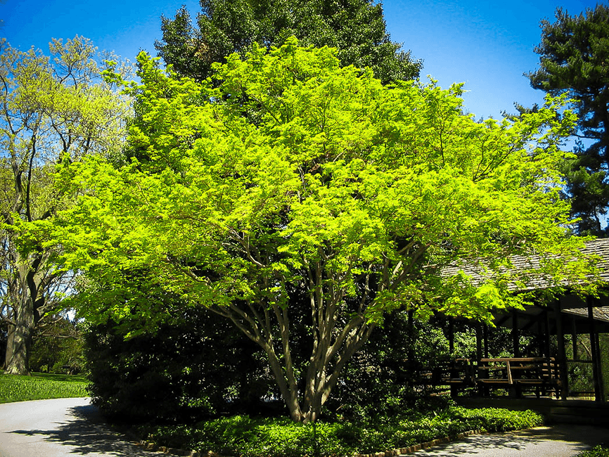 Coral Bark Japanese Maple For Sale Online | The Tree Center