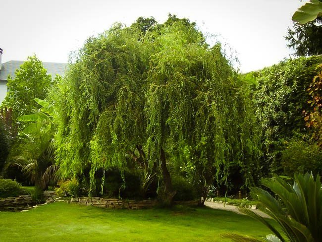 military willow tree