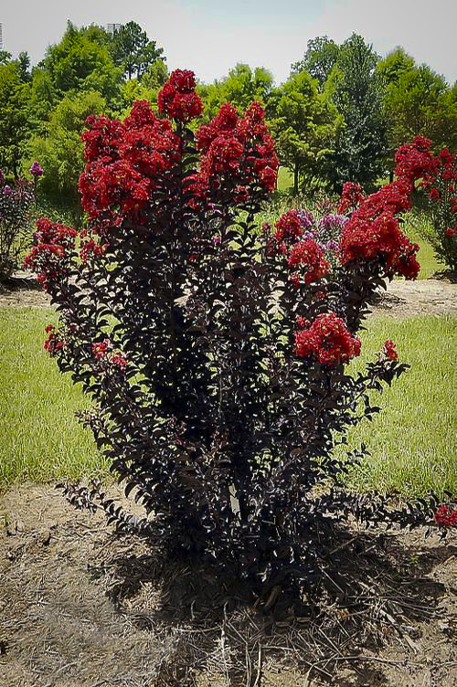Red Hot™ Black Diamond® Crape Myrtles For Sale The Tree Center™