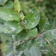 Diseases of Crape Myrtles